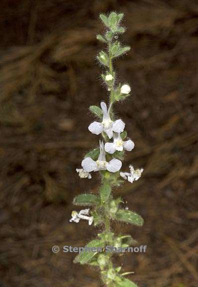 antirrhinum leptaleum 1 graphic